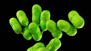 Understanding Listeria: Navigating Recent Outbreaks and Protecting Your Health